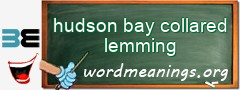 WordMeaning blackboard for hudson bay collared lemming